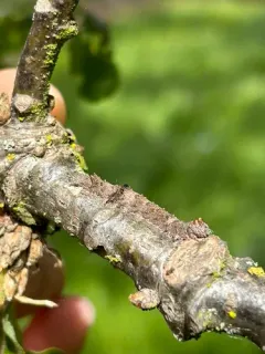 Verrill's Underwing thumbnail 4