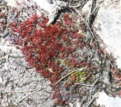 Glossy Red Bryum Moss thumbnail 3