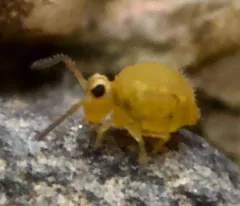 Sminthurinus henshawi thumbnail 4