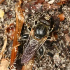 Black Spur Fly thumbnail 3