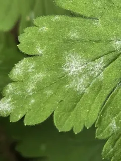 Erysiphe grossulariae thumbnail 3