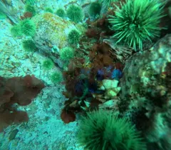 Gloiocladia laciniata thumbnail 3