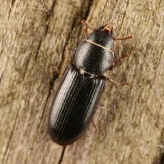 Twisted Bark-gnawing Beetle thumbnail 3