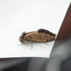 Chinquapin Leafminer Moth thumbnail 4