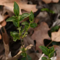 garden privet thumbnail 4