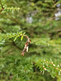 Sirococcus tsugae thumbnail 3