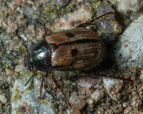 Anomala binotata