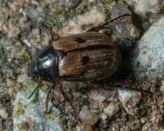Anomala binotata thumbnail 1