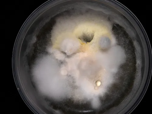Metapochonia suchlasporia