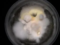Metapochonia suchlasporia thumbnail 1