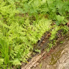 lowland brittle fern thumbnail 3