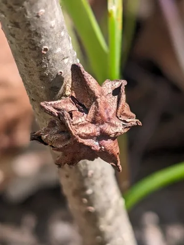 Holocynips illinoiensis