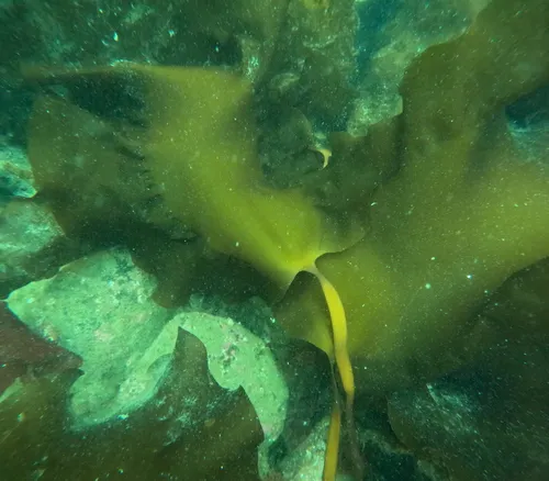 Pleurophycus gardneri