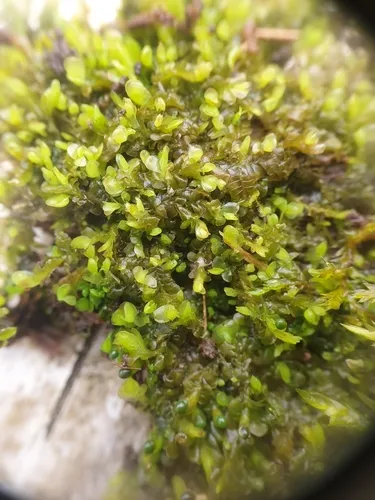 Long-leaved Flapwort