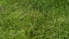 Ripgut Brome thumbnail 3