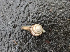 Vineyard Snail thumbnail 2