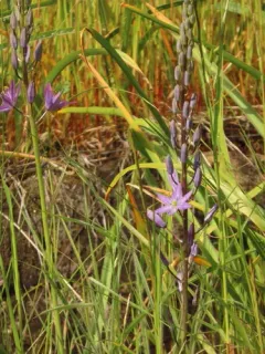 Howell's camas thumbnail 3