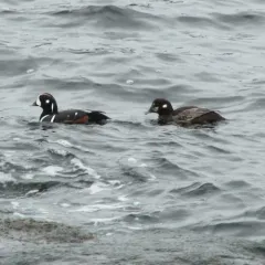 Harlequin Duck thumbnail 2