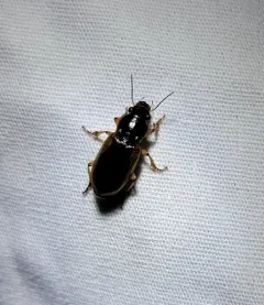 Anisodactylus discoideus thumbnail 2