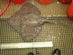 Spinytail Skate thumbnail 3