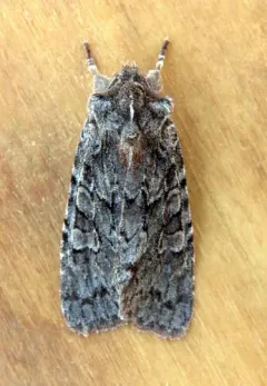 Lithophane lepida thumbnail 1