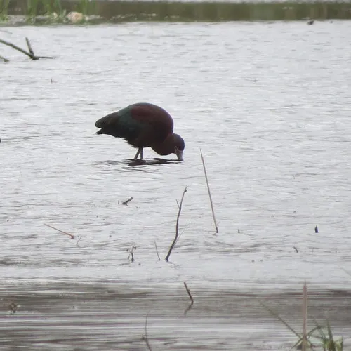 White-faced Ibis