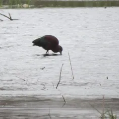White-faced Ibis thumbnail 1