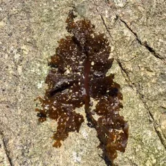 Sieve kelp thumbnail 2
