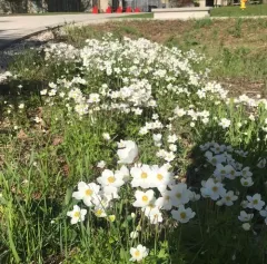 Snowdrop Anemone thumbnail 3