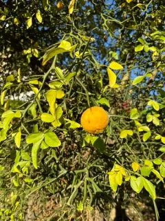 trifoliate orange thumbnail 2