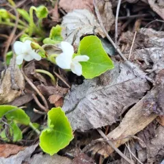 Largeleaf White Violet thumbnail 4