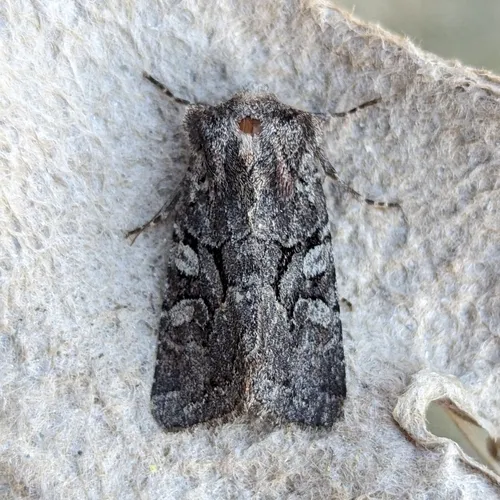 Orthosia segregata