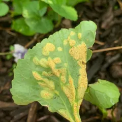 Violet Rust thumbnail 2