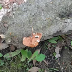 Neofavolus americanus thumbnail 3