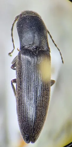 Dalopius insulanus