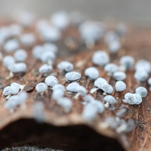 Didymium squamulosum