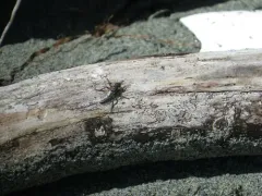 Salish Sea Sandpirate thumbnail 2