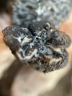 Entoloma undatum thumbnail 3