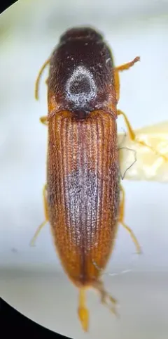 Idolus debilis thumbnail 3