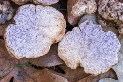 Cazia flexiascus thumbnail 2