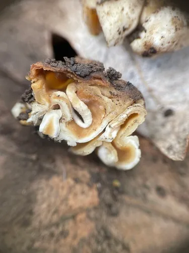Paragalactinia infossa