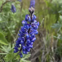 Lupinus mollis thumbnail 2