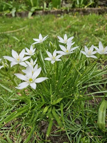 Divergent Star-of-Bethlehem