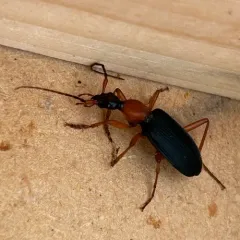 Galerita bicolor thumbnail 4