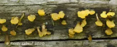 Ditiola radicata thumbnail 1