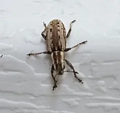 Alfalfa Curculio thumbnail 2