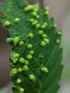 Elm Leaf Gall Mite thumbnail 3