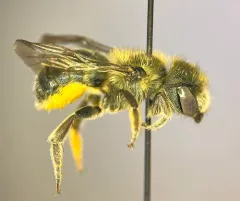 Osmia conjuncta thumbnail 2