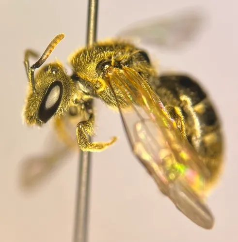 Friendless Sweat Bee