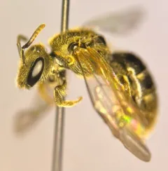 Friendless Sweat Bee thumbnail 1